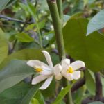 26Jasmine